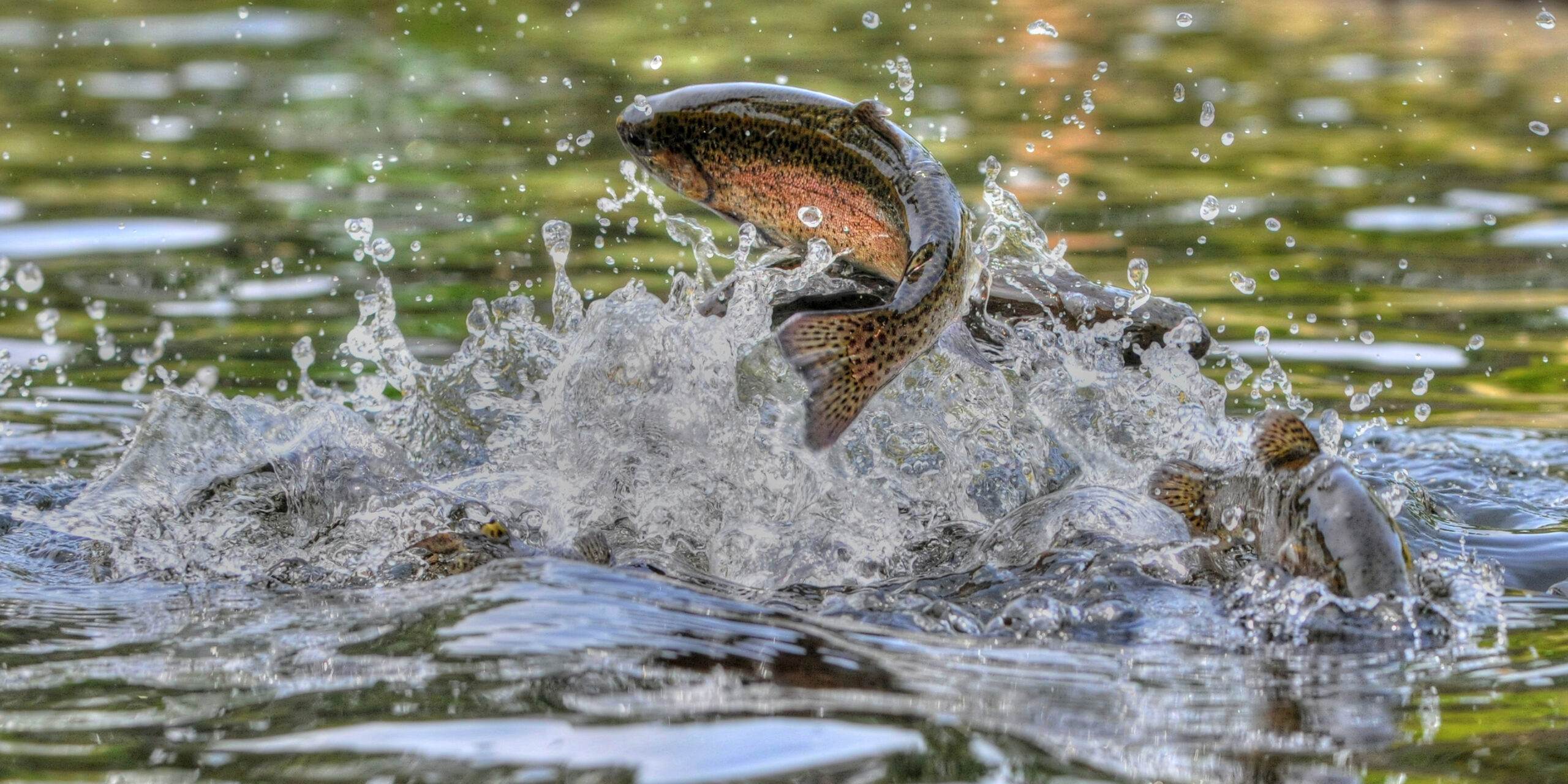 Caught rainbow trout. stock photo. Image of river, grayling - 124765082